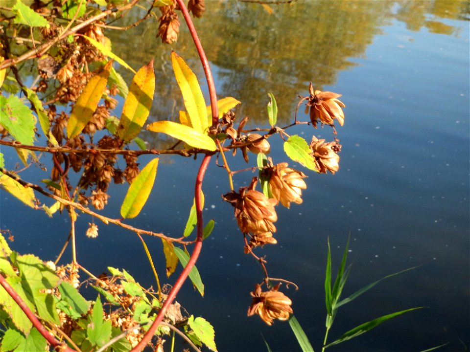 Wilder Hopfen (Humulus lupulus) an der Saar in Sankt Arnual