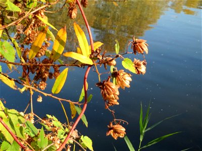 Wilder Hopfen (Humulus lupulus) an der Saar in Sankt Arnual