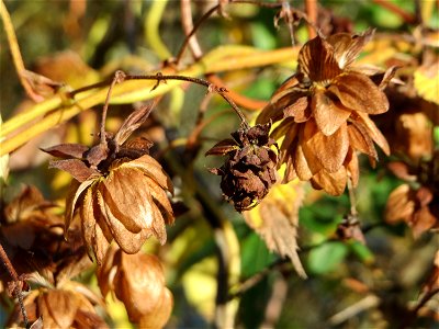Wilder Hopfen (Humulus lupulus) an der Saar in Sankt Arnual