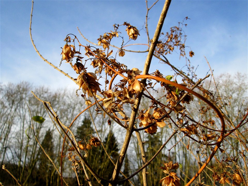 Wilder Hopfen (Humulus lupulus) am Staden in Saarbrücken