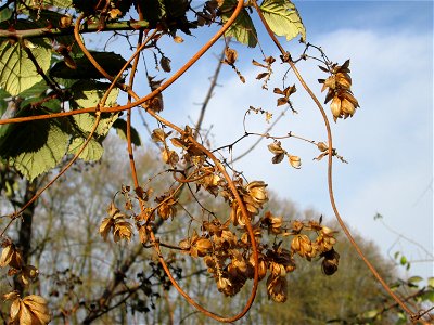 Wilder Hopfen (Humulus lupulus) am Staden in Saarbrücken