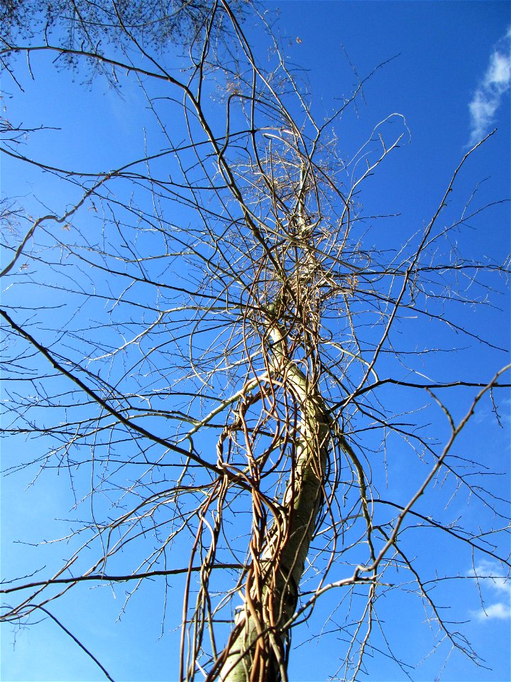 Wilder Hopfen (Humulus lupulus) im Naturschutzgebiet „St. Arnualer Wiesen“