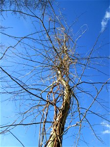 Wilder Hopfen (Humulus lupulus) im Naturschutzgebiet „St. Arnualer Wiesen“