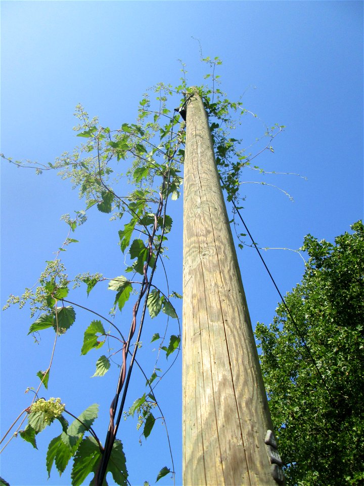 Wilder Hopfen (Humulus lupulus) an der Saar im Bürgerpark Saarbrücken