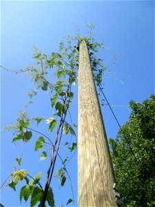 Wilder Hopfen (Humulus lupulus) an der Saar im Bürgerpark Saarbrücken