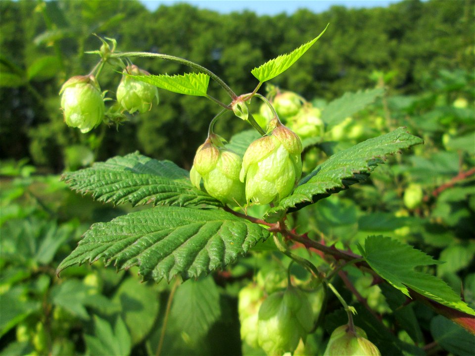 Wilder Hopfen (Humulus lupulus) an der Saar in Saarbrücken