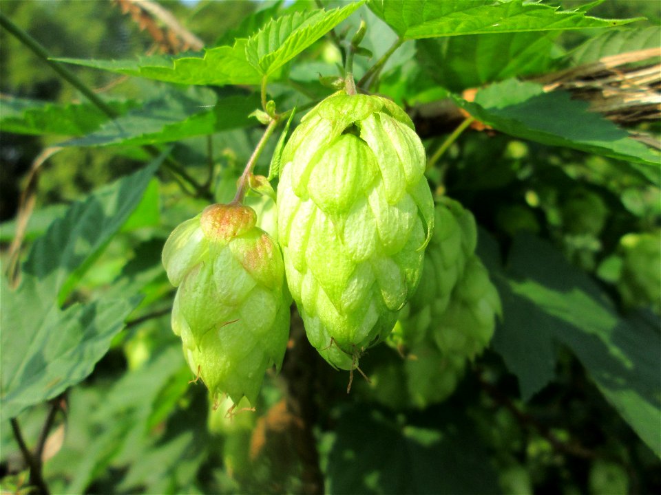 Wilder Hopfen (Humulus lupulus) an der Saar in Saarbrücken photo