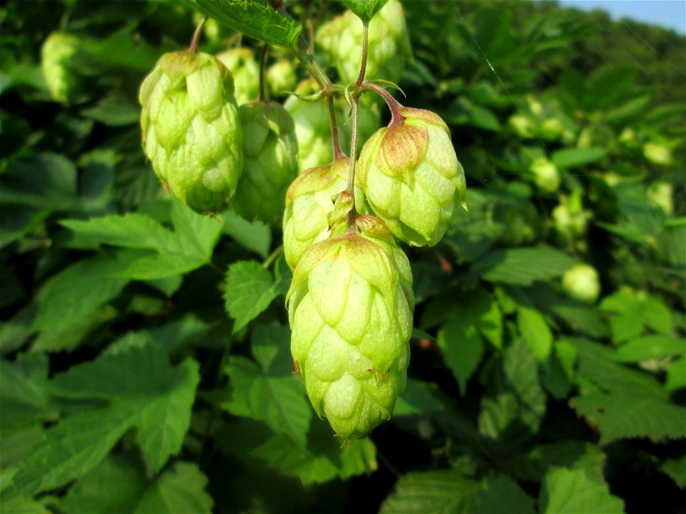 Wilder Hopfen (Humulus lupulus) an der Saar in Saarbrücken photo