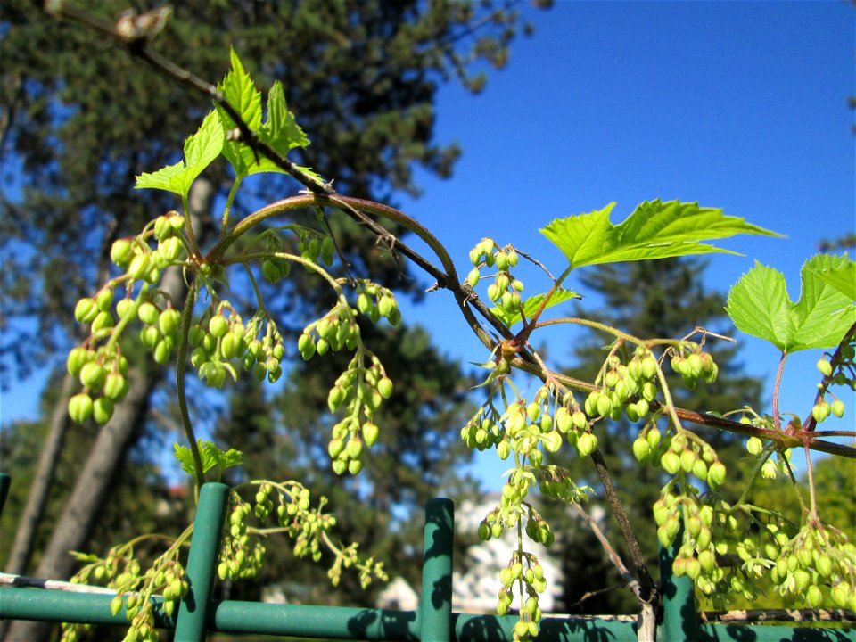 Wilder Hopfen (Humulus lupulus) an einem Zaun in Brebach