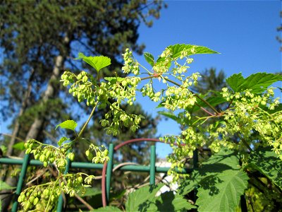 Wilder Hopfen (Humulus lupulus) an einem Zaun in Brebach