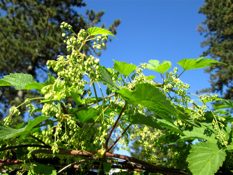 Wilder Hopfen (Humulus lupulus) an einem Zaun in Brebach
