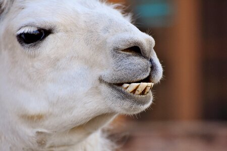 Head animal world mammal