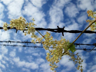Wilder Hopfen (Humulus lupulus) in Brebach