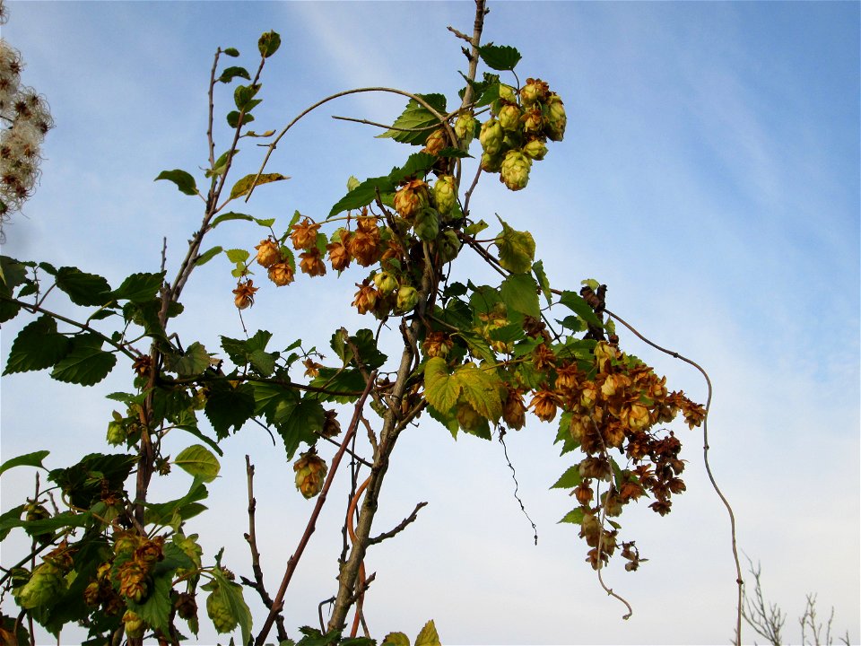 Wilder Hopfen (Humulus lupulus) in einem aufgelassenen Gartengrundstück in Brebach