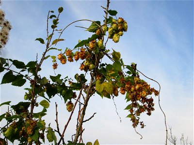Wilder Hopfen (Humulus lupulus) in einem aufgelassenen Gartengrundstück in Brebach