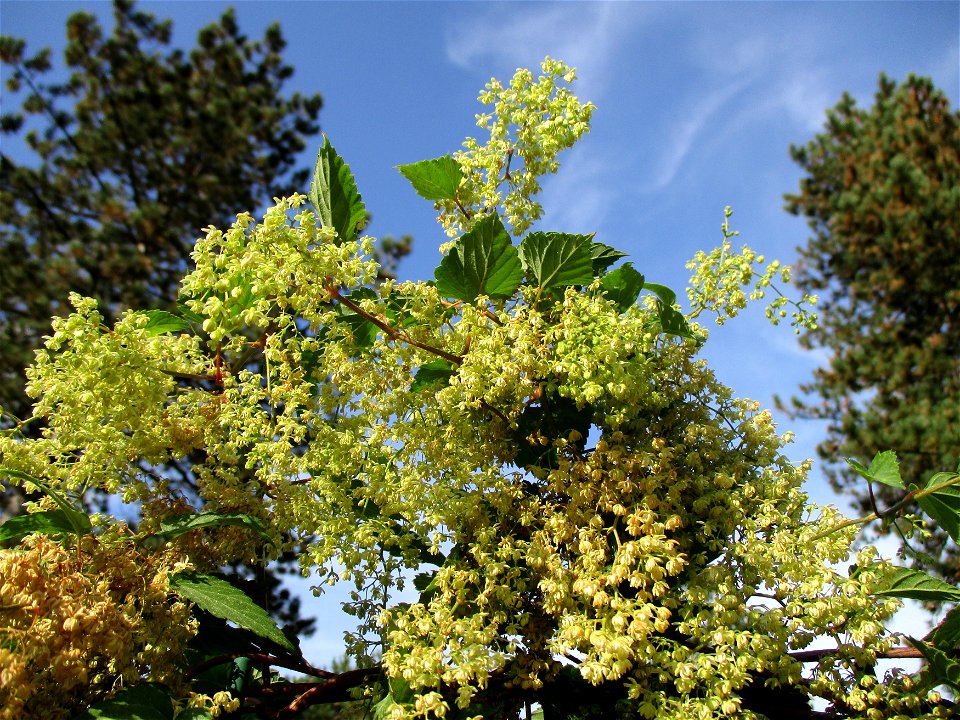 Wilder Hopfen (Humulus lupulus) an einem Zaun in Brebach