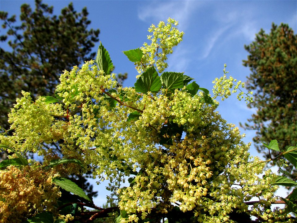 Wilder Hopfen (Humulus lupulus) an einem Zaun in Brebach photo