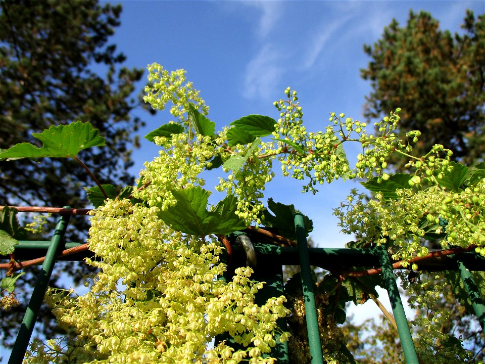 Wilder Hopfen (Humulus lupulus) an einem Zaun in Brebach