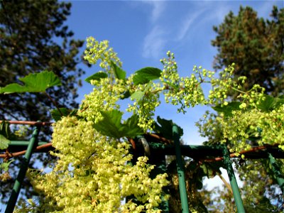 Wilder Hopfen (Humulus lupulus) an einem Zaun in Brebach photo