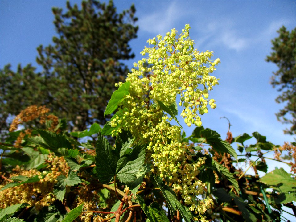 Wilder Hopfen (Humulus lupulus) an einem Zaun in Brebach