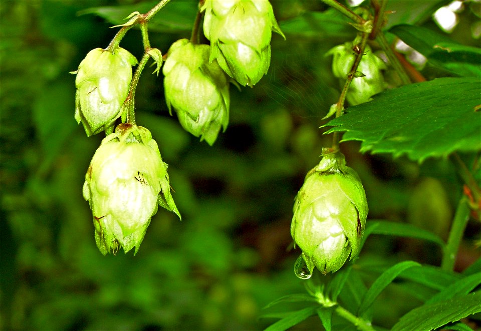 Humulus lupulus / Common hop
