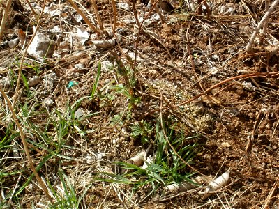 Hops vines emerge in spring, Bend OR. photo