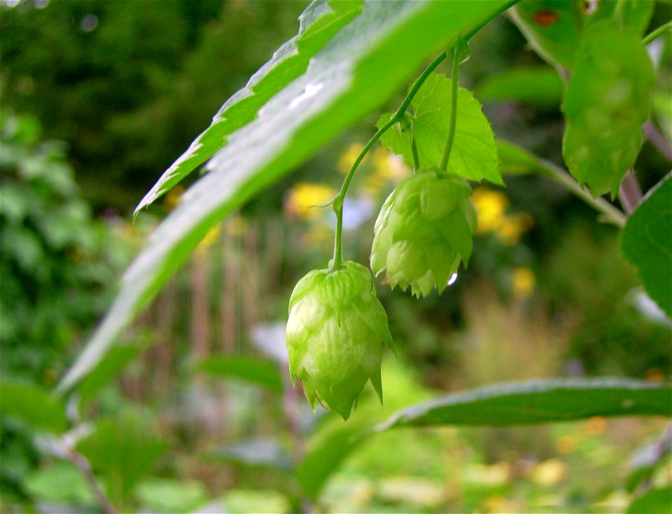 Humulus lupulus / Common hop