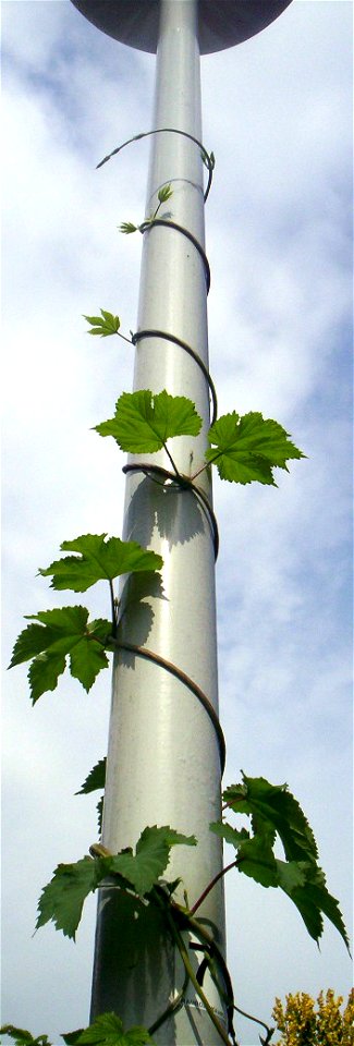 Humulus lupulus climbing on a lamppost.