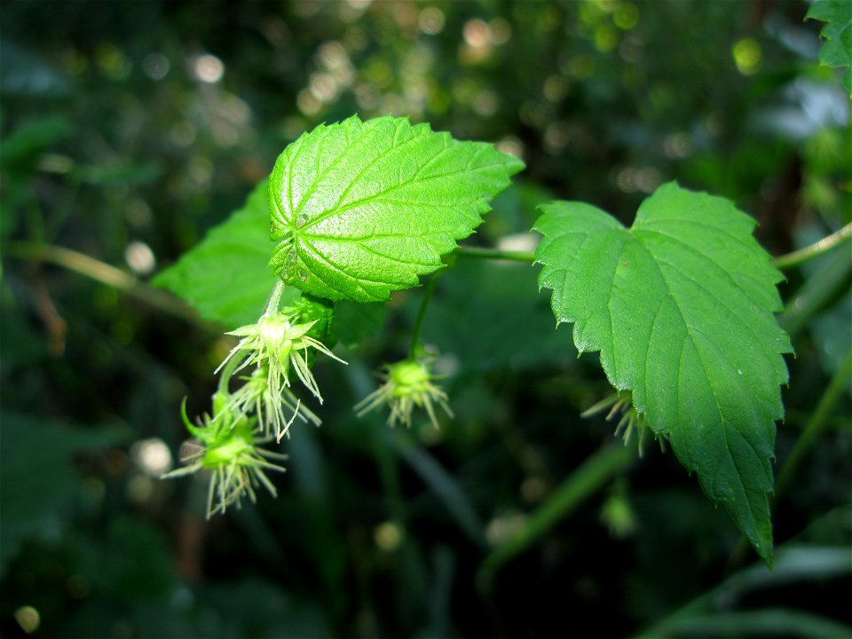 Humulus lupulus var. cordifolius, Female flowers, Aizu area, Fukushima pref., Japan
