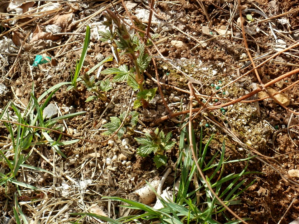Hops bines in Spring, Bend Oregon.