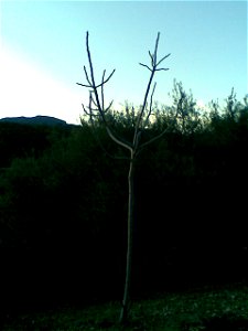 Ficus sycomorus without leaves photo