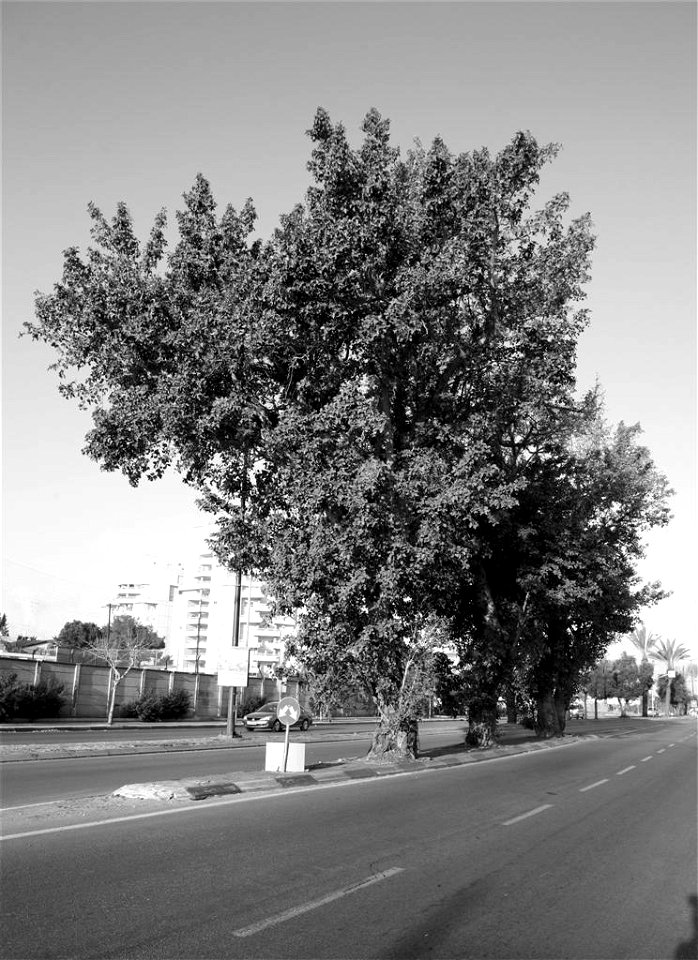 3 Sycamores planted in the middle of Kibutz Galuyot Rd., in the south of Shapira neighborhood