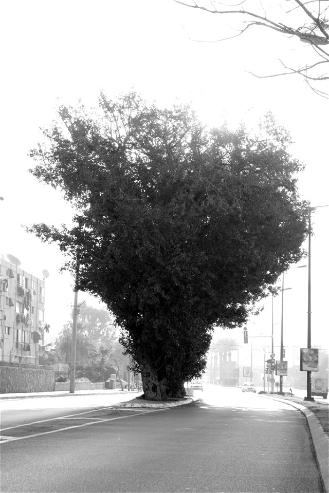 3 Sycamores planted in the middle of Kibutz Galuyot Rd., in the south of Shapira neighborhood