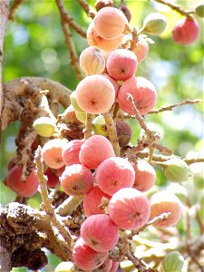Fruits of the Ficus sycomorus. photo
