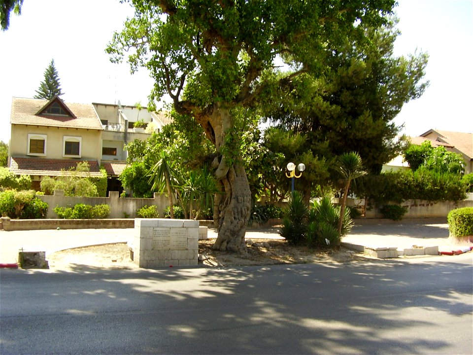 Szold bench under the Sycamore tree in Lod, Israel
ספסל סולד מתחת לעץ השקמה , לוד.