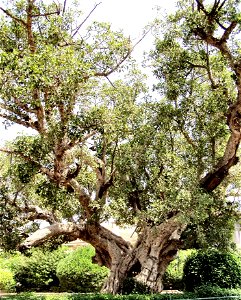 A very old sycamore tree - Ficus sycomorus, with hollow trunk. (פיקוס השקמה) - Ramat-Gan. photo