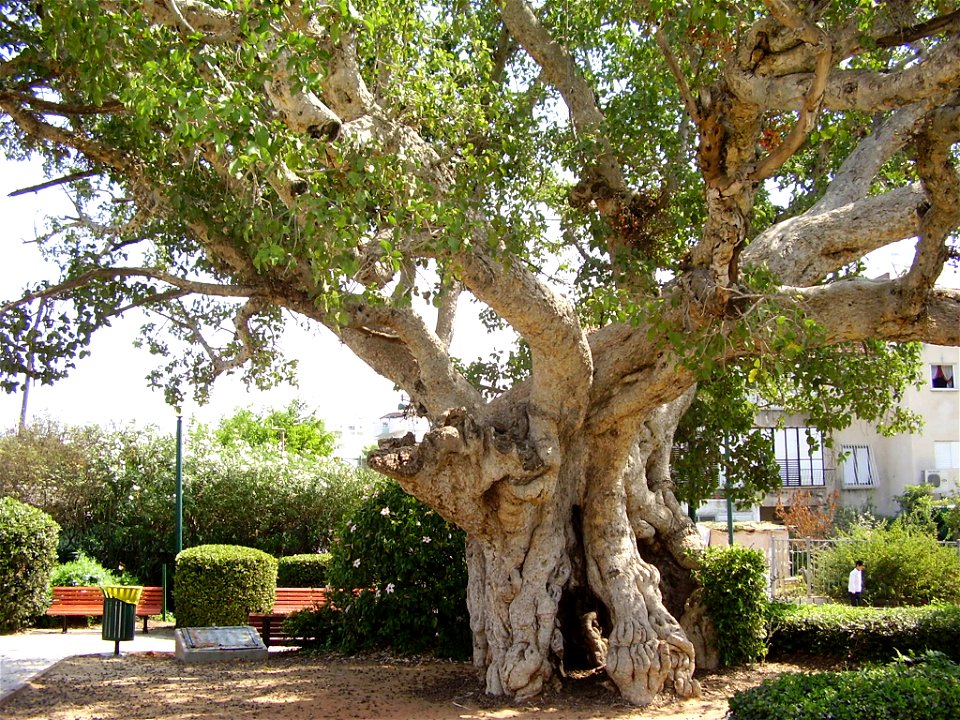 sycamore tree, ramat-gan, israel.