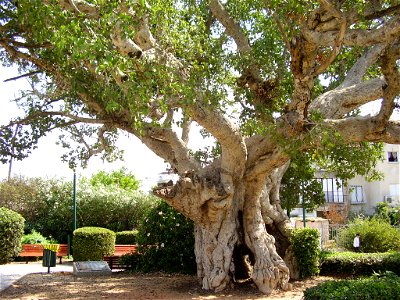 sycamore tree, ramat-gan, israel. photo