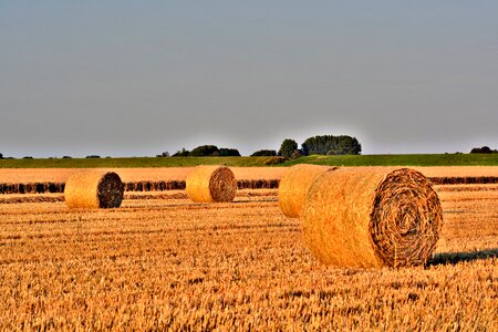 Agriculture harvest cattle feed photo