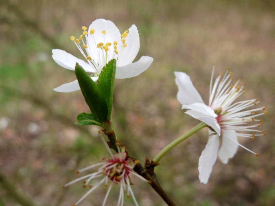 Vogelkirsche (Prunus avium) im Naturschutzgebiet "St. Arnualer Wiesen"