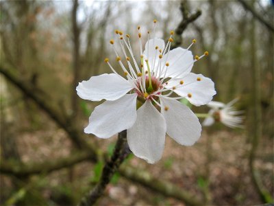 Vogelkirsche (Prunus avium) im Naturschutzgebiet "St. Arnualer Wiesen"