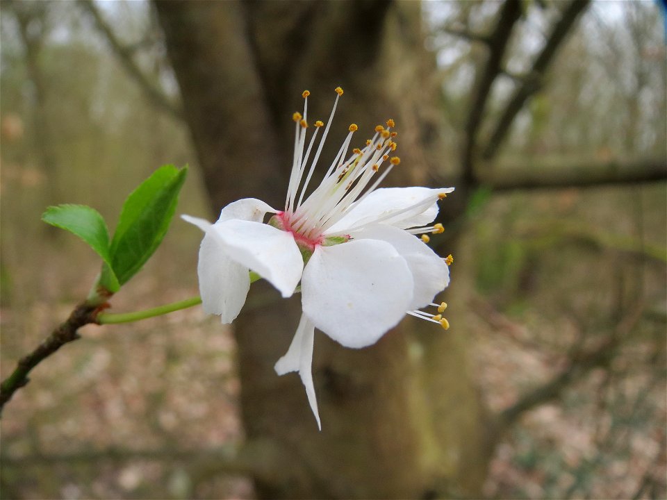 Vogelkirsche (Prunus avium) im Naturschutzgebiet "St. Arnualer Wiesen"