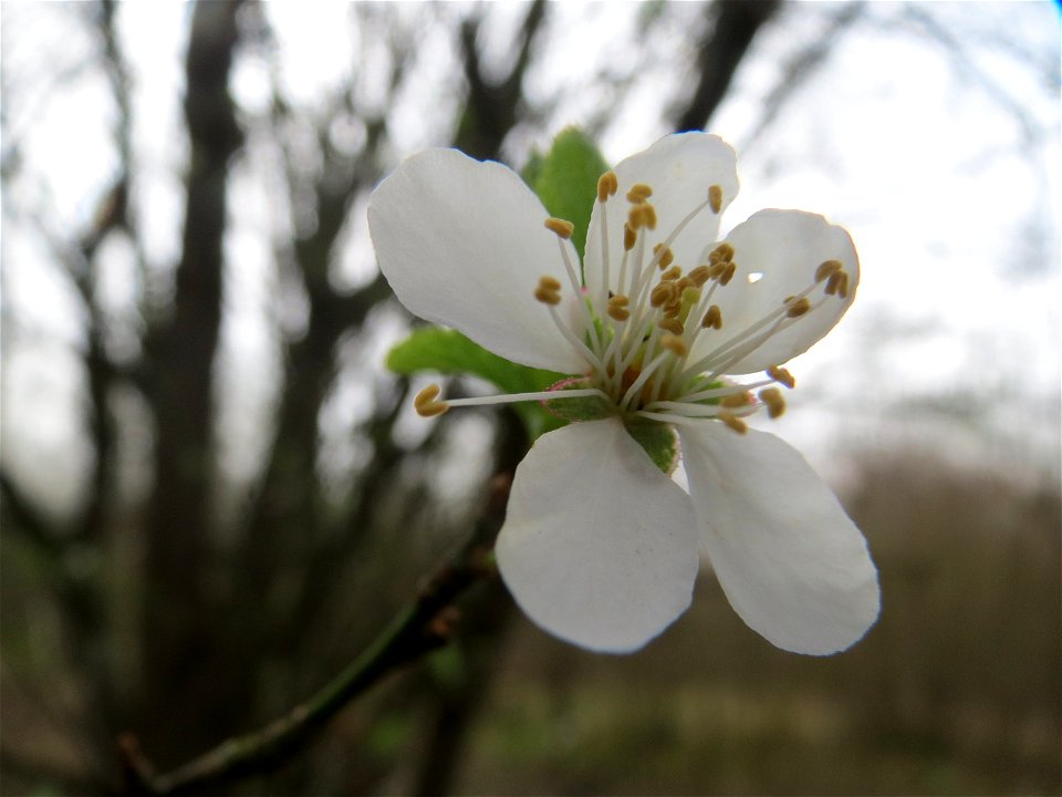 Vogelkirsche (Prunus avium) im Naturschutzgebiet "St. Arnualer Wiesen"