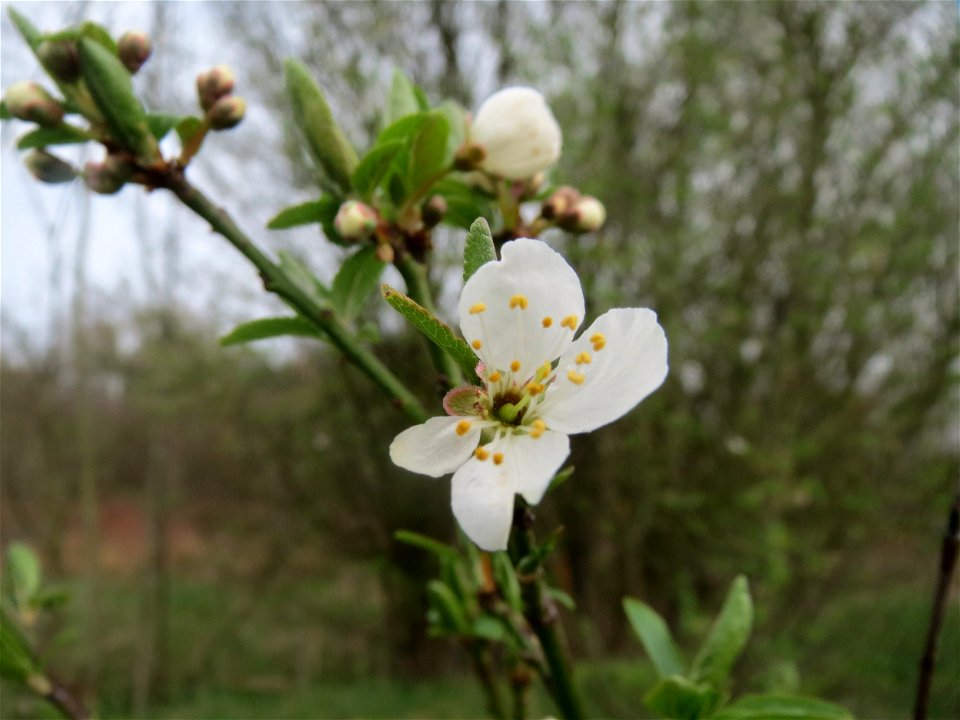 Vogelkirsche (Prunus avium) im Naturschutzgebiet "St. Arnualer Wiesen"