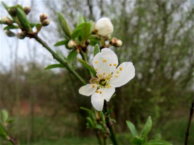 Vogelkirsche (Prunus avium) im Naturschutzgebiet "St. Arnualer Wiesen"