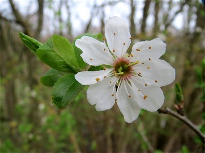 Vogelkirsche (Prunus avium) im Naturschutzgebiet "St. Arnualer Wiesen"