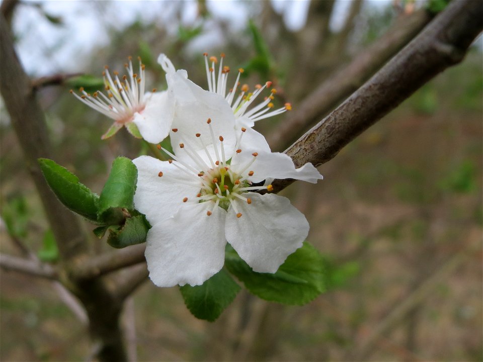 Vogelkirsche (Prunus avium) im Naturschutzgebiet "St. Arnualer Wiesen"