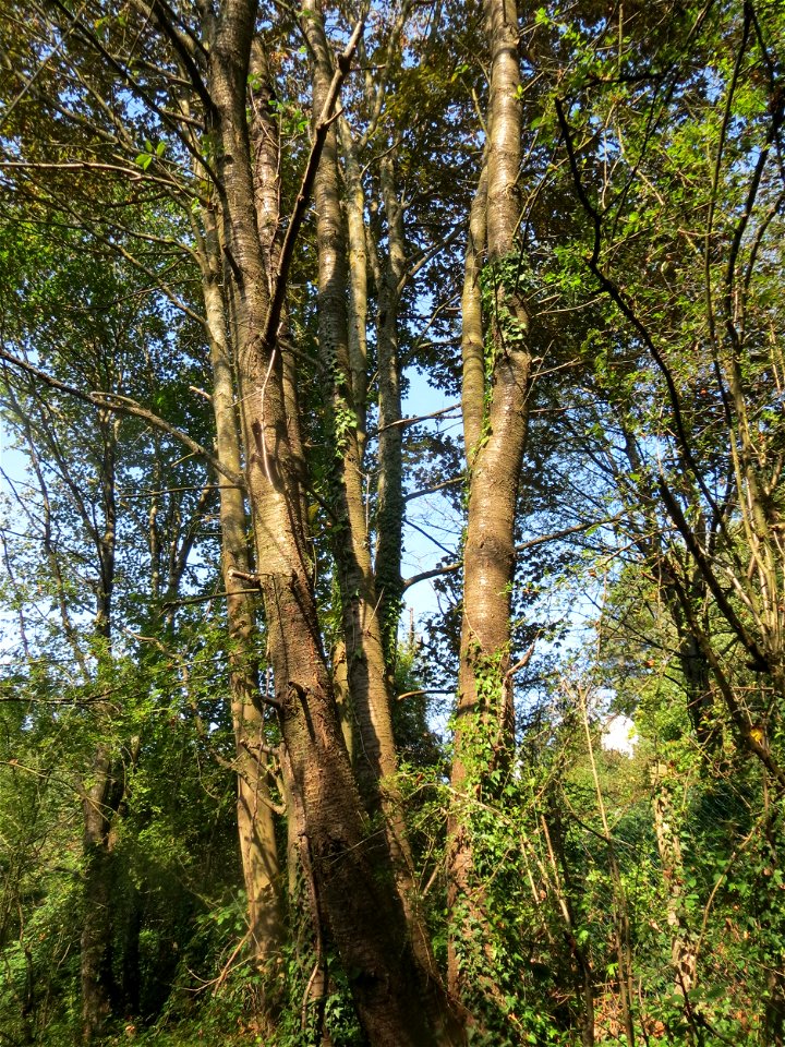 Vogelkirsche (Prunus avium) am Winterberg in Sankt Arnual (außerhalb vom Landschaftsschutzgebiet)