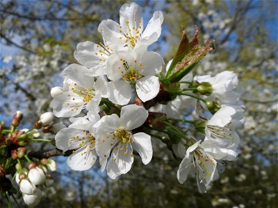 Blüte der Vogelkirsche (Prunus avium) an der Saar in Saarbrücken