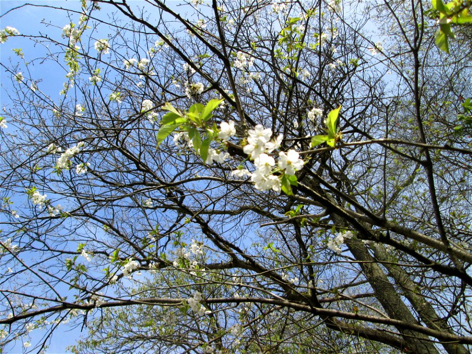Blühende Vogelkirsche (Prunus avium) im Deutschmühlental in Alt-Saarbrücken